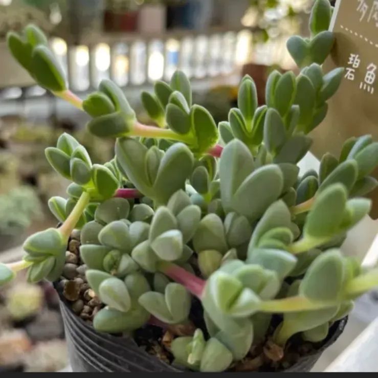 多肉植物 碧魚連 抜き苗 - 植物