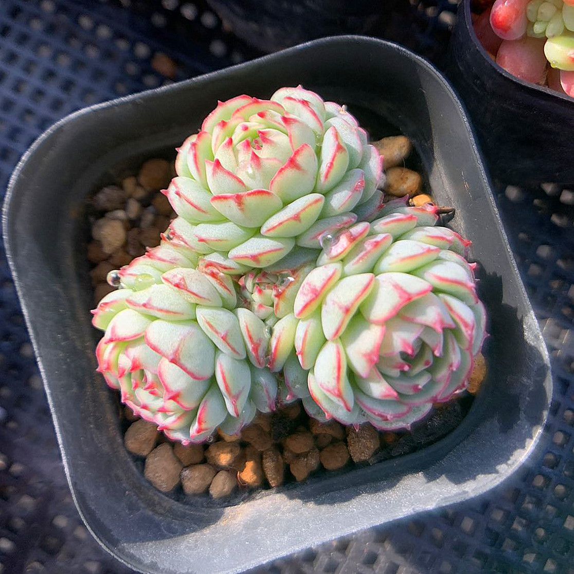 厳選美苗 Echeveria Vincent Catto 抜き苗-