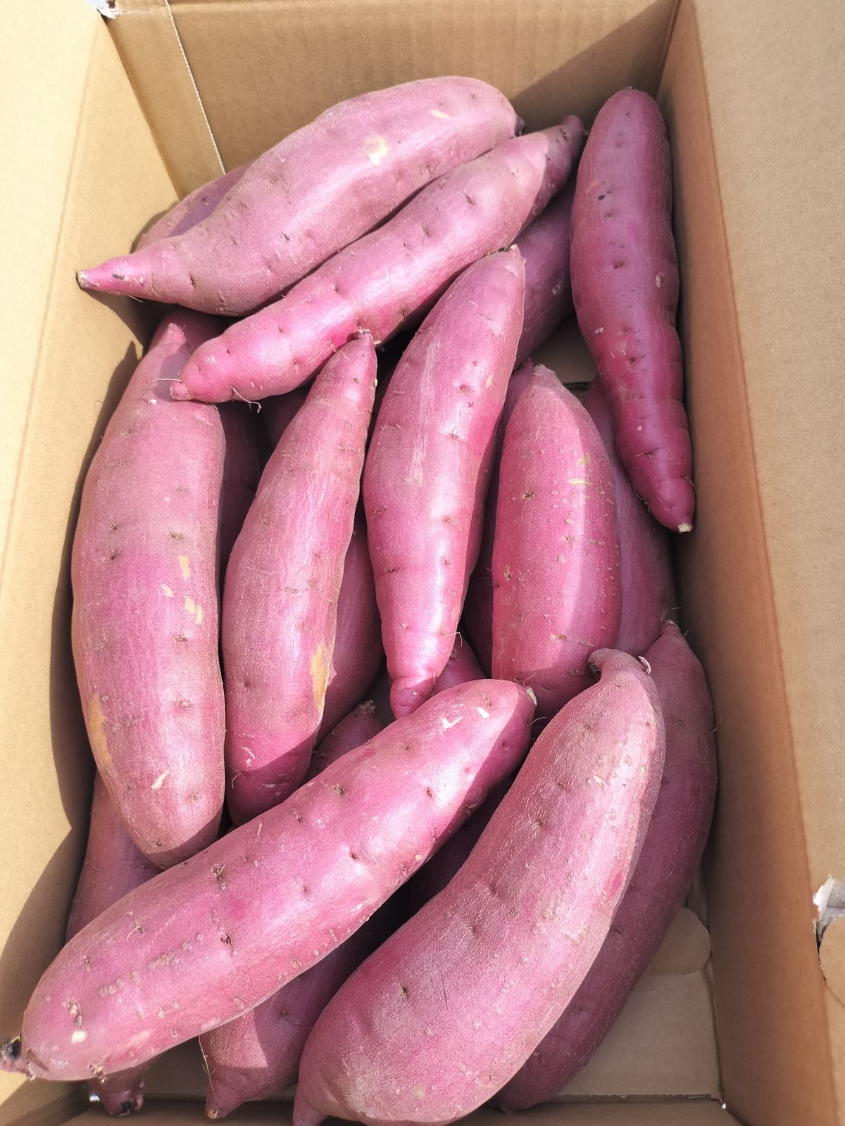 茨城県産 紅はるか さつまいも 20kg Mサイズ - メルカリ