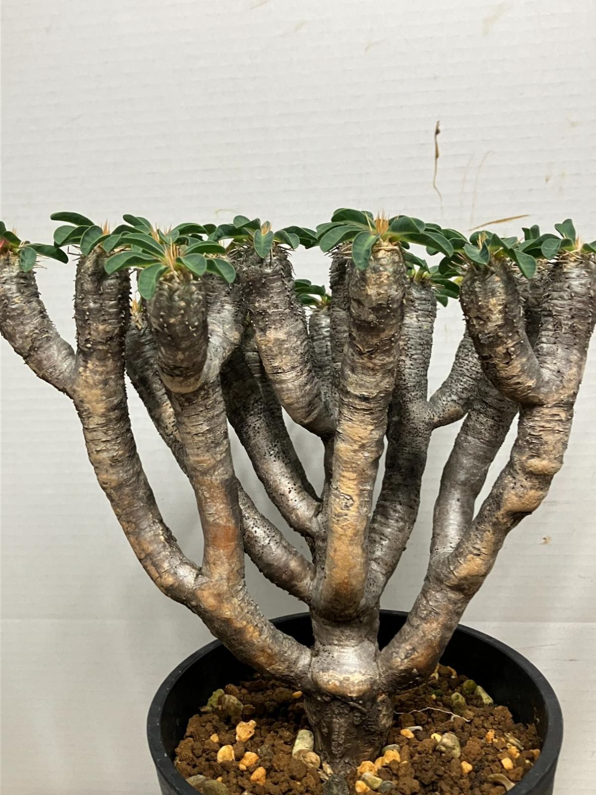 ロ637 「現地株】ユーフォルビア ギラウミニアナ 【植えました・マダガスカル・未発根・Euphorbia アウトレット guillauminiana・ 多肉植物・】