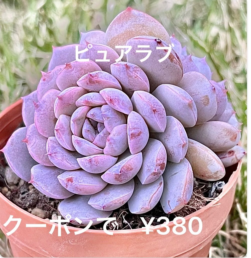 ピュアラブ 多肉植物 エケベリア 抜き苗 ピンク💕 - メルカリ