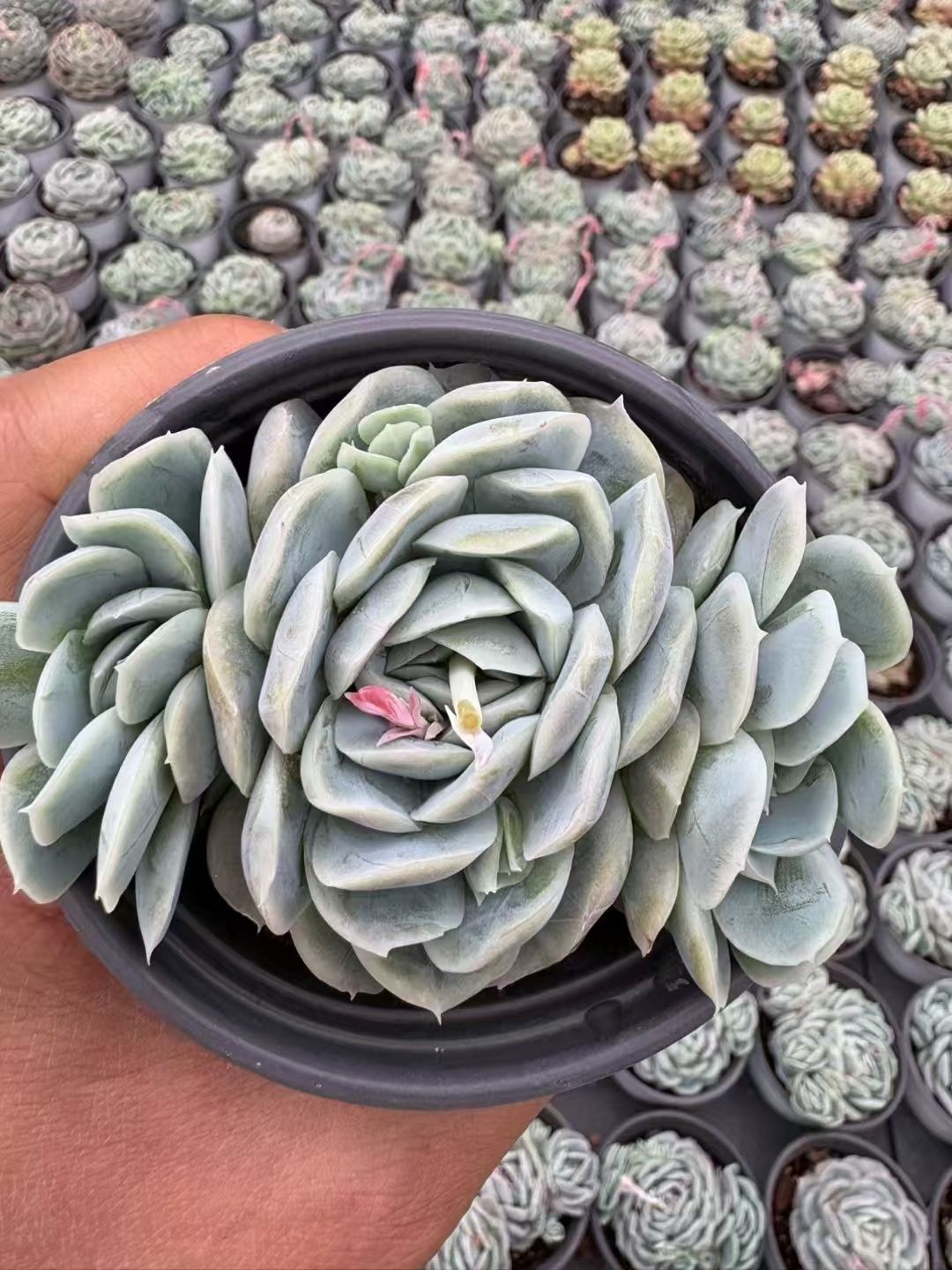 ②多肉植物【ルナレン】抜き苗 エケベリア 新入荷 ルナレン QS1045×12