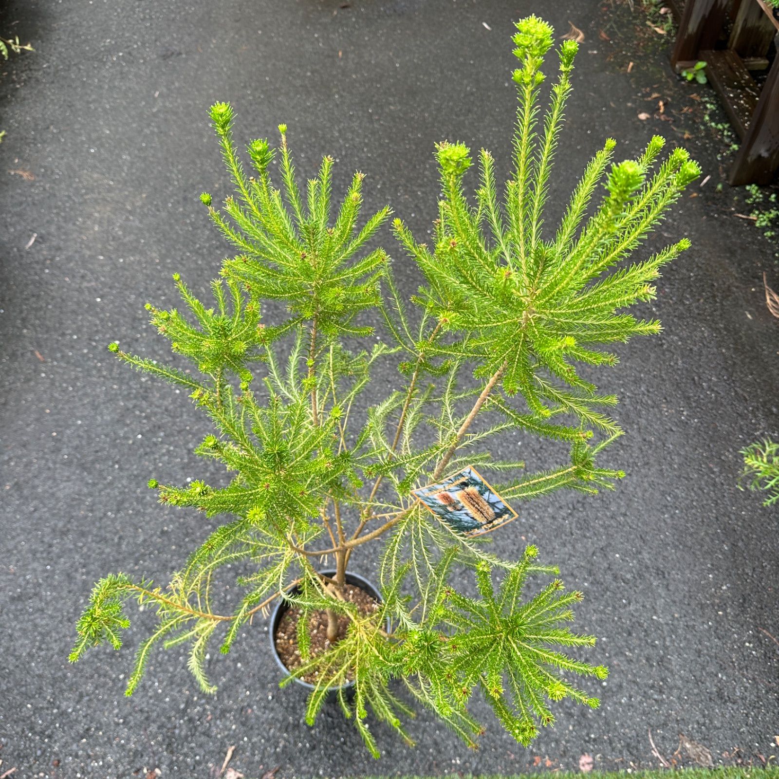 現品 ④ ヒース バンクシア エリシフォリア 8号 一本立ち 美株 シンボルツリー オージープランツ