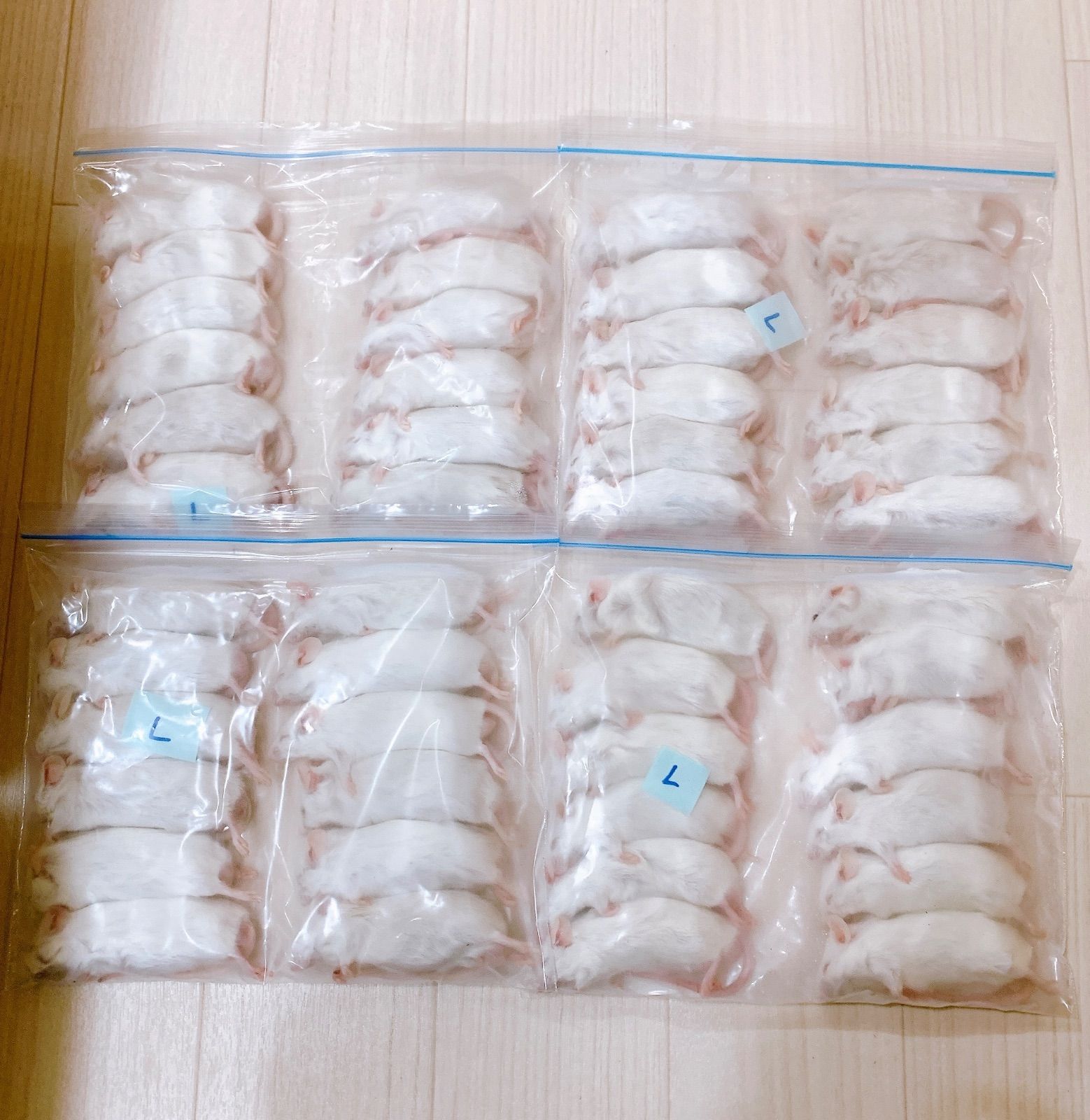 送料込】訳あり 冷凍マウスL 48匹 - メルカリ