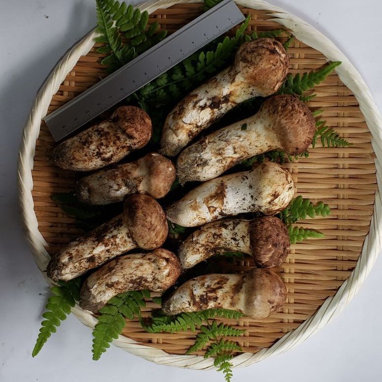 本日の松茸1・長野県産300g ④信州産 松茸 長野県 クール便 160g ③