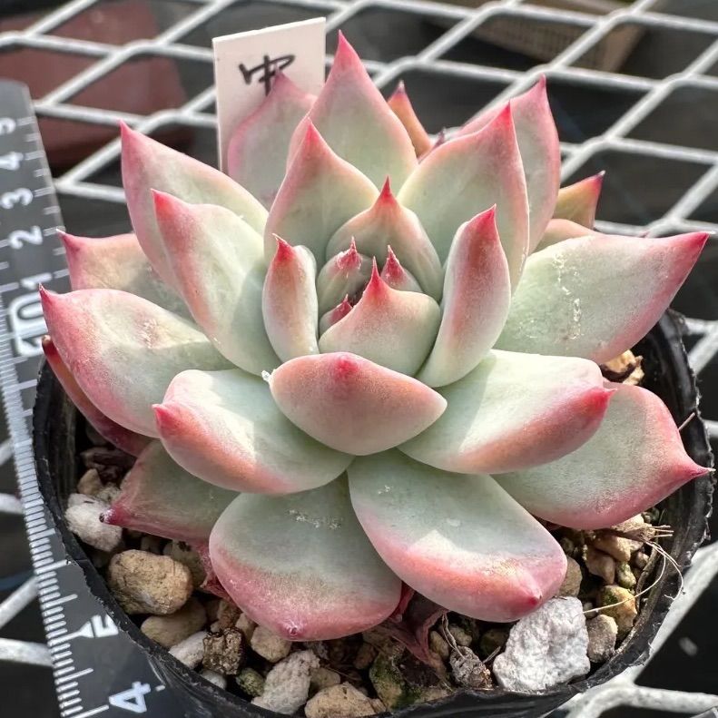 SSSさん苗　コロラータ(M実生)×(中里リンゼアナ×ホリコロ)札付きポットごと コロラータ(M実生)×(中里リンゼアナ×ホリコロ)札付きポットごとSSSさん苗