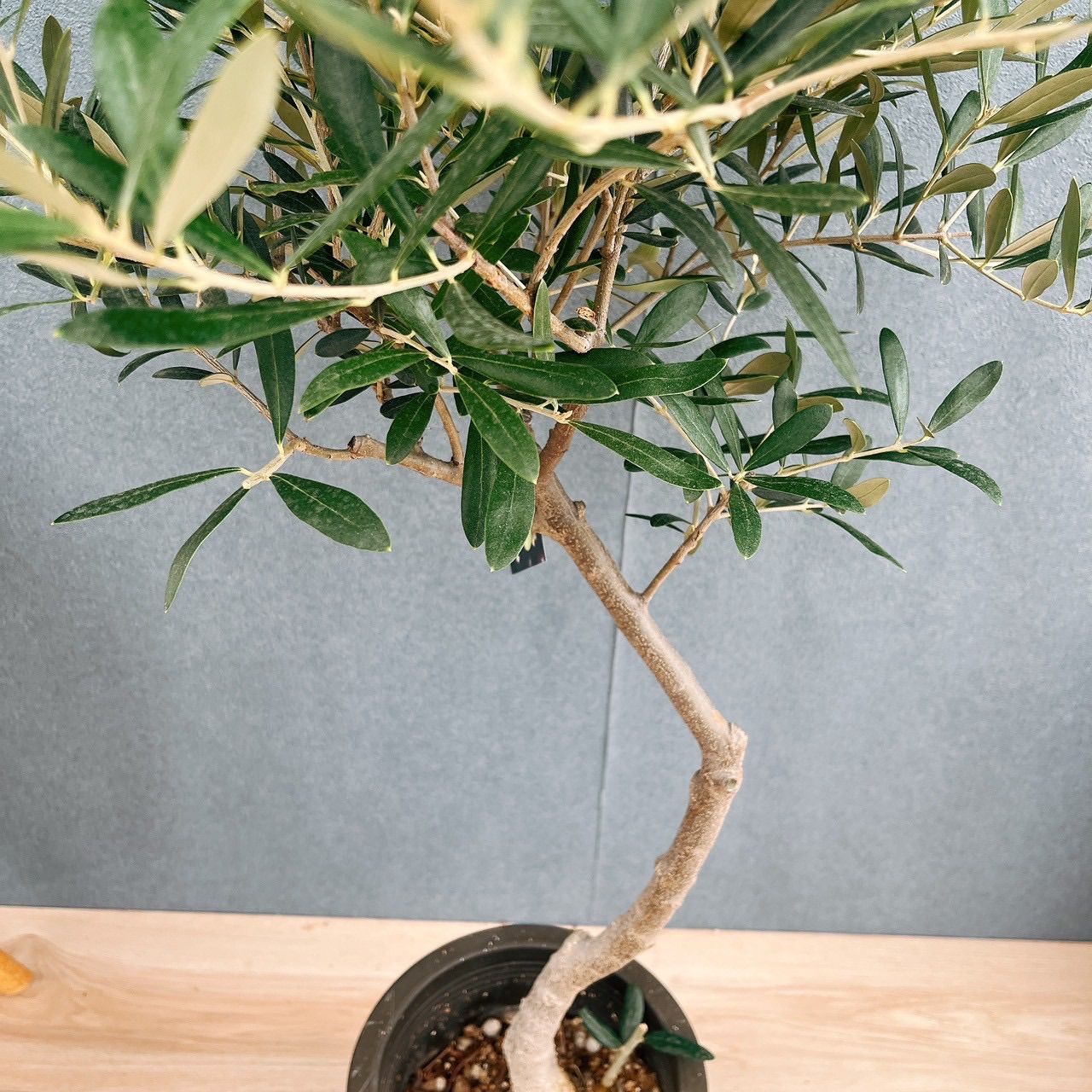 現品］15番 創樹 オリーブ ネバディロブランコ 6号 観葉植物 屋外