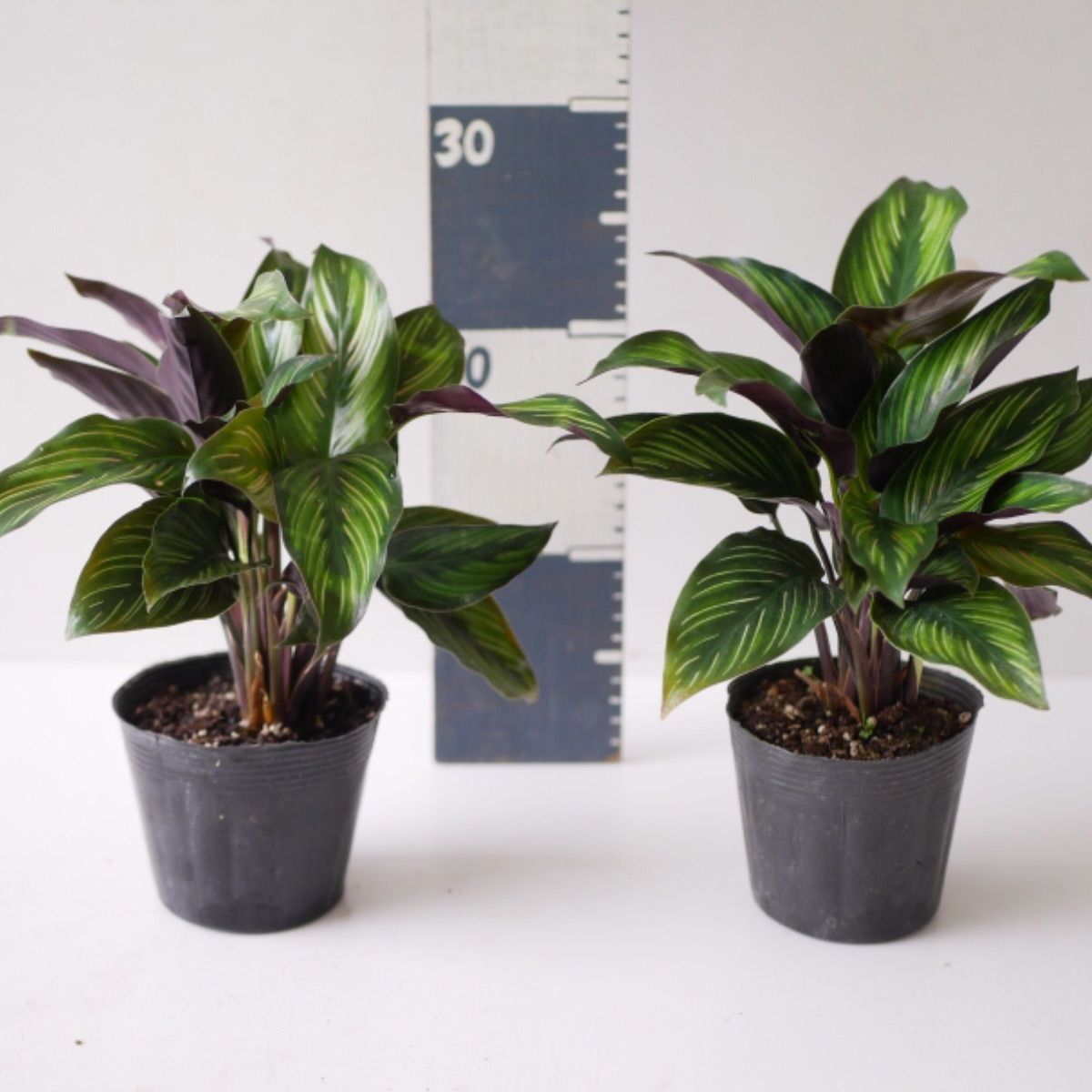 メルカリshops おまかせ3種 カラテア オルビフォリア サンデリアーナ ロージー ビューティー