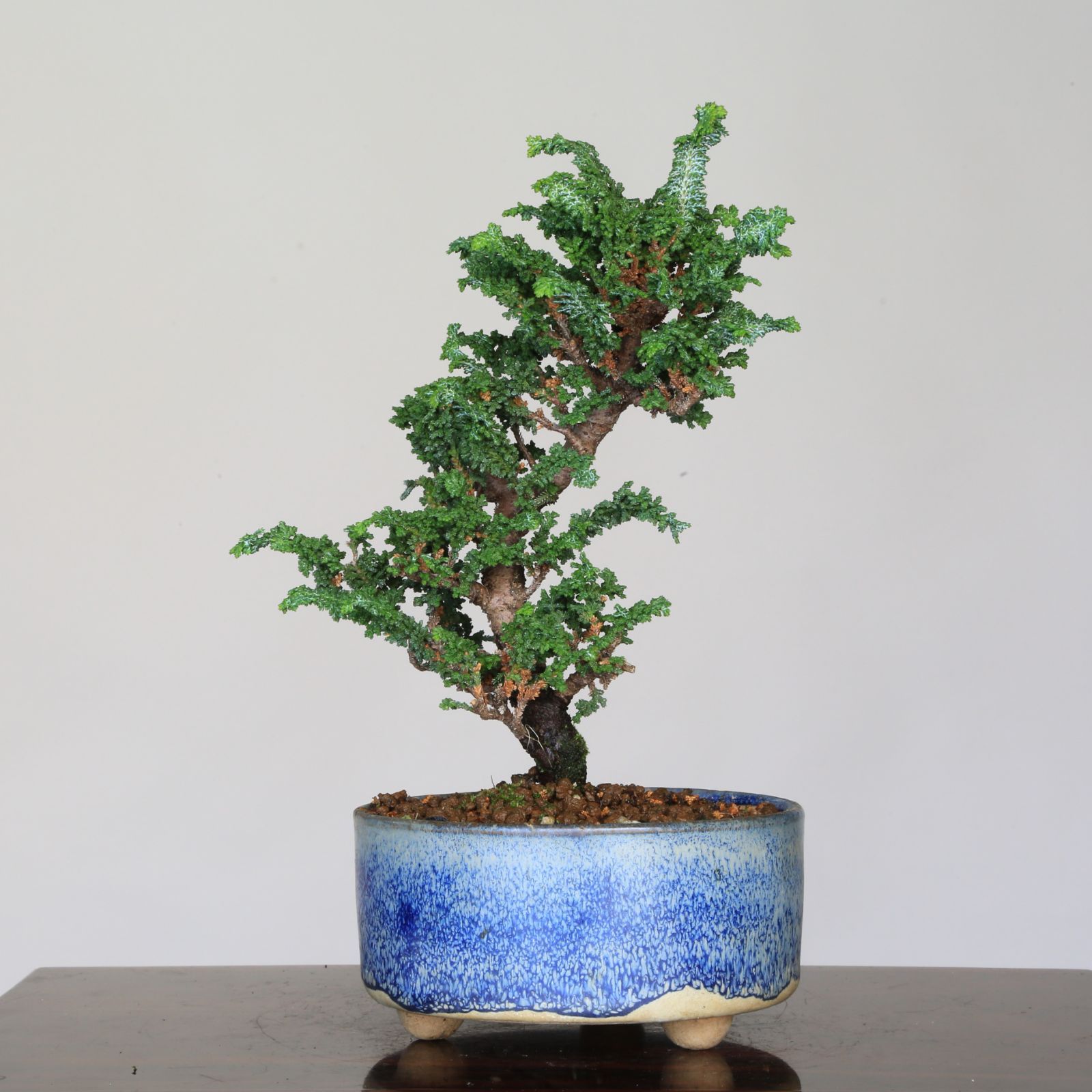 石化檜 セッカヒノキ 小品盆栽 【泰寿園 Online】現品 一点物 檜 桧