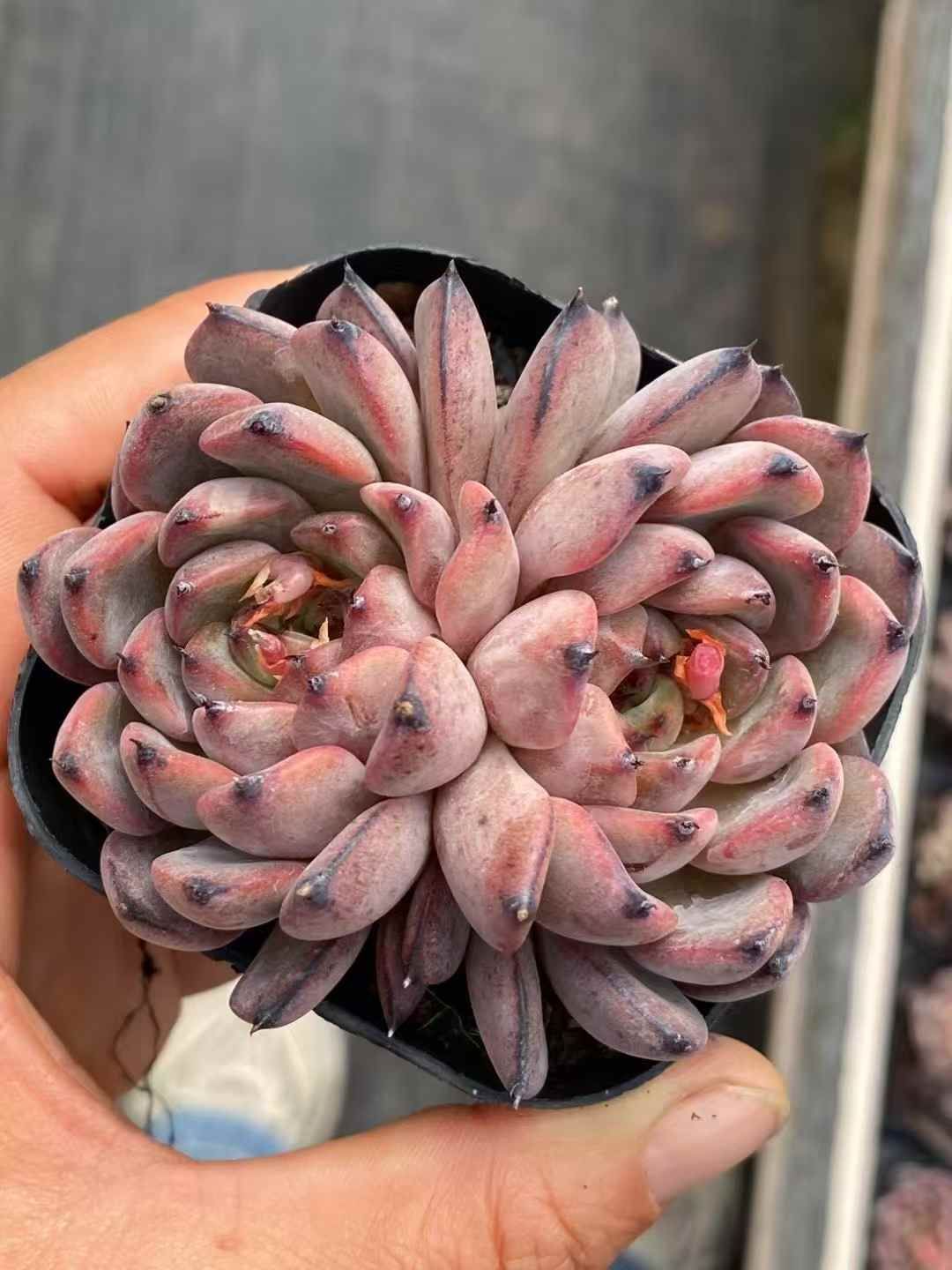 多肉植物　韓国苗　ピンクジェニー　木立　抜き苗 多肉植物 韓国苗 ピンクジェニー 木立 抜き苗