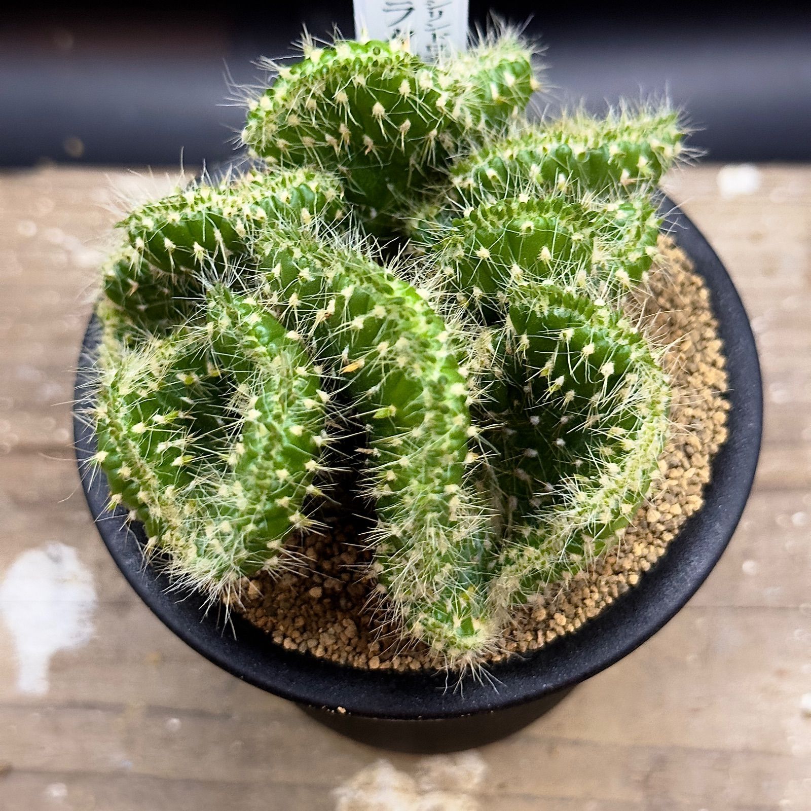 スブラタ綴化 アウストロシリンドロオプンチア 抜き苗で発送 2