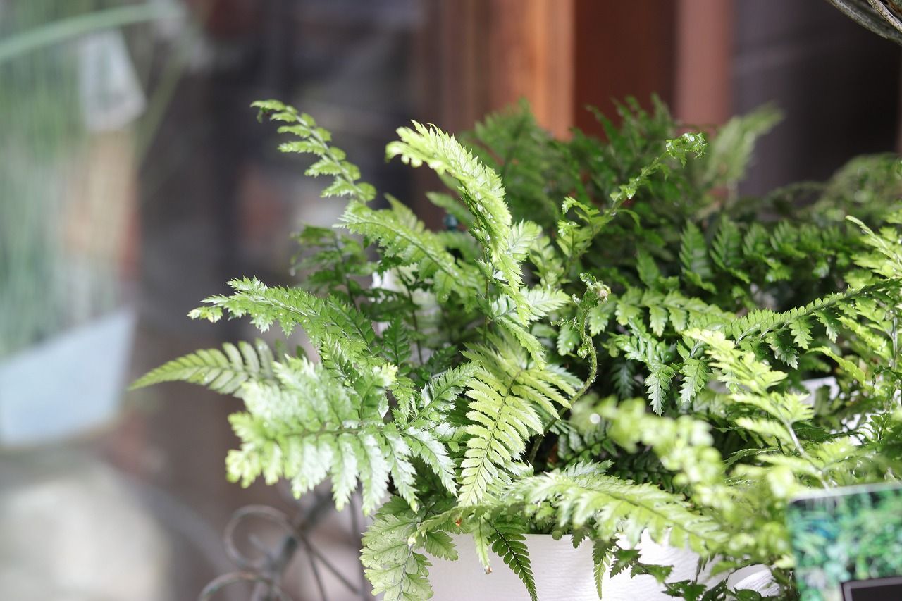 シダ アウトドアファン ハーディタイプ 5号鉢 【1株販売】 アウトドアファーン 観葉植物 鉢植え 地植え 花壇 植栽 お洒落 可愛い インテリア 屋外 外 室内 苗 初心者