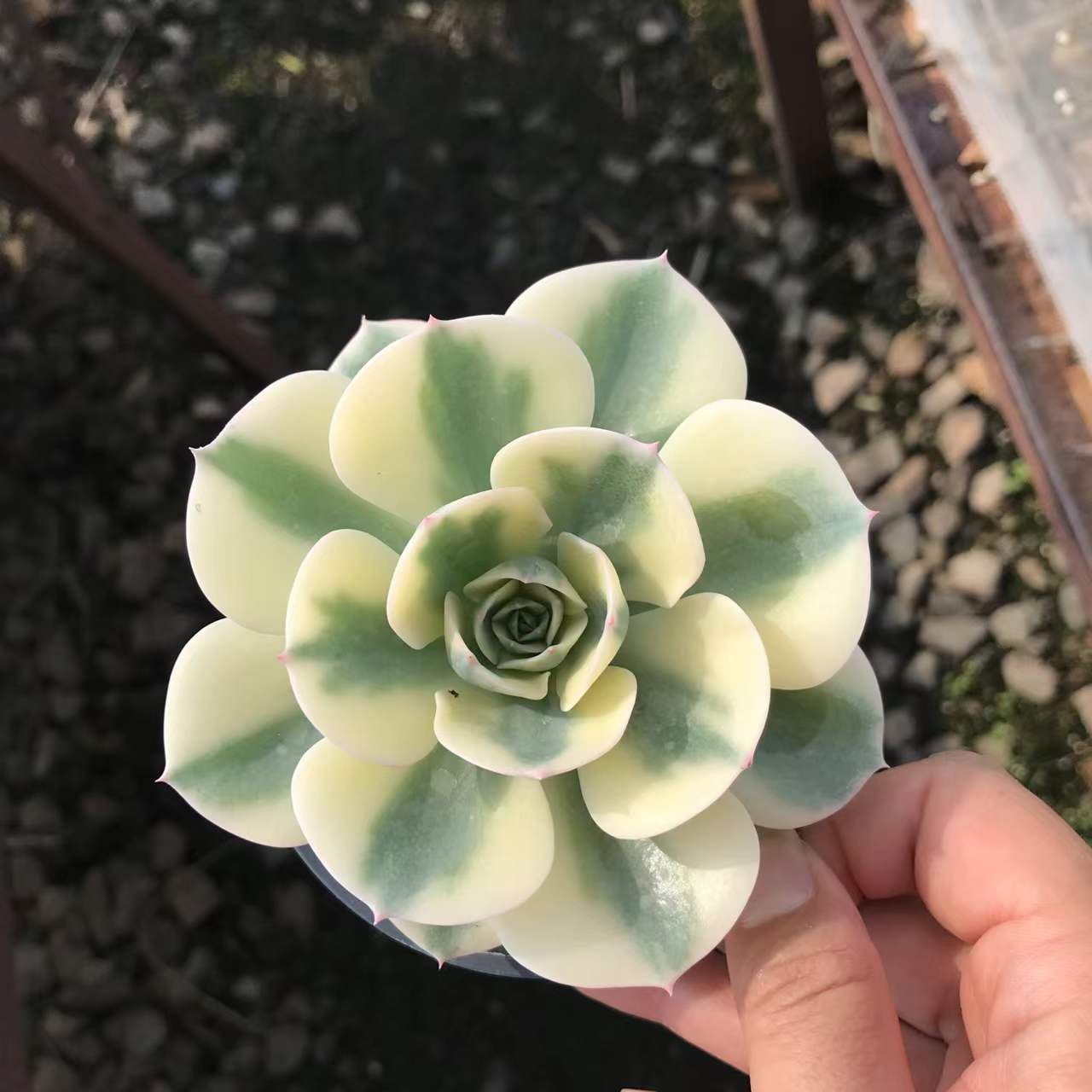 SKL1213×36 ギョクチョウニシキ 抜き苗 多肉植物 アエオニウム エケベリア 韓国苗
