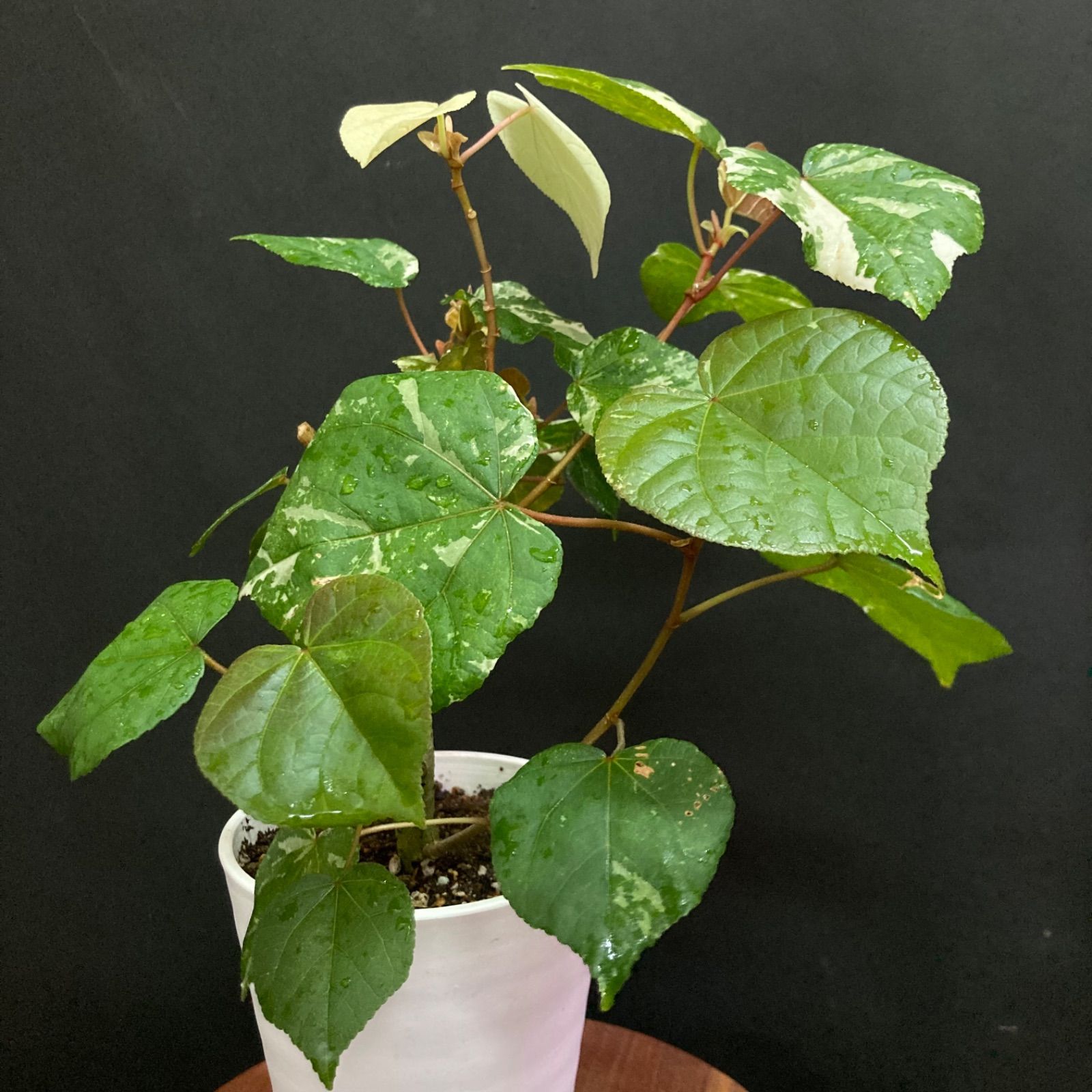 大人気の 斑入りオオハマボウ 植物/観葉植物 - socialmedicine.semel