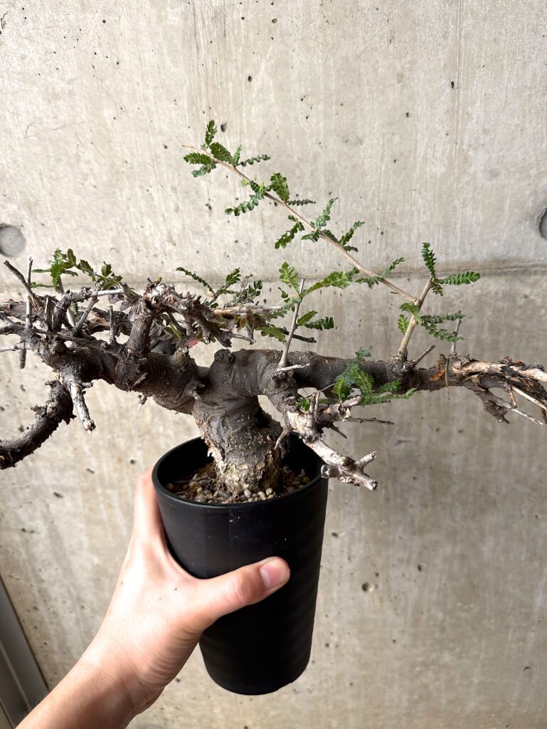 現品限り ボスウェリア