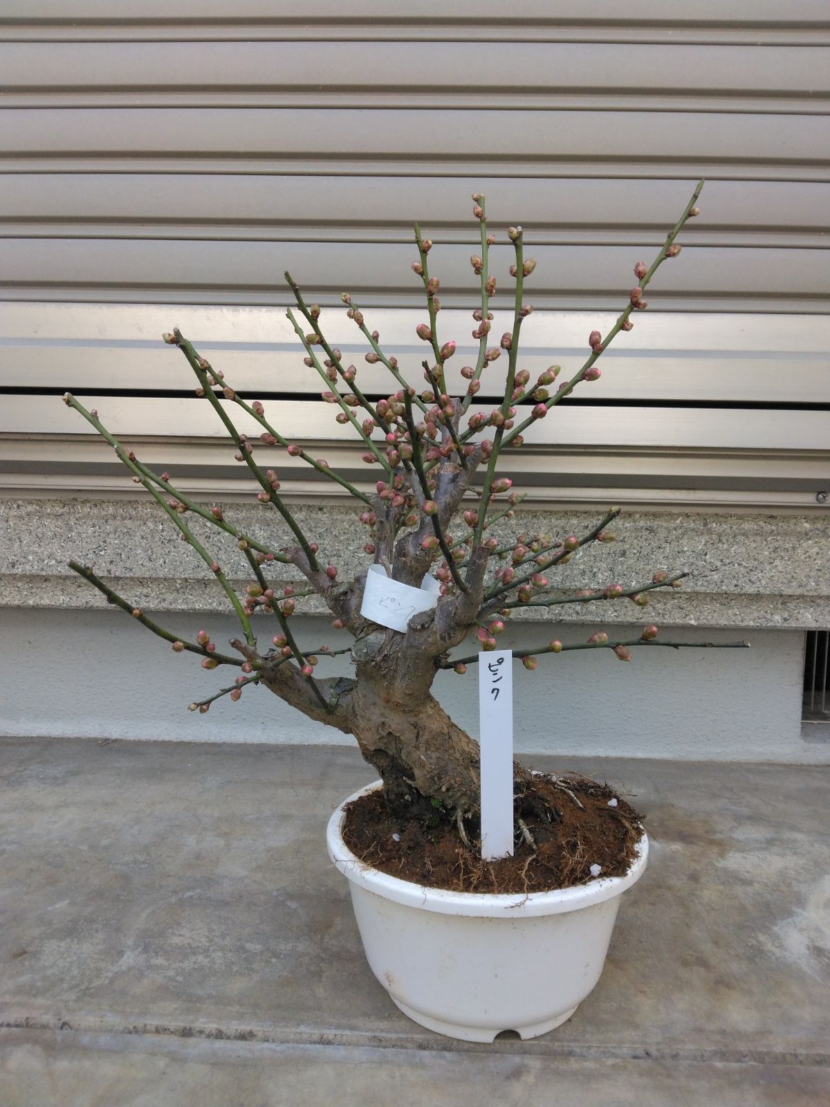 梅（５号鉢）　梅の木　苗　花梅　盆栽　ピンク色