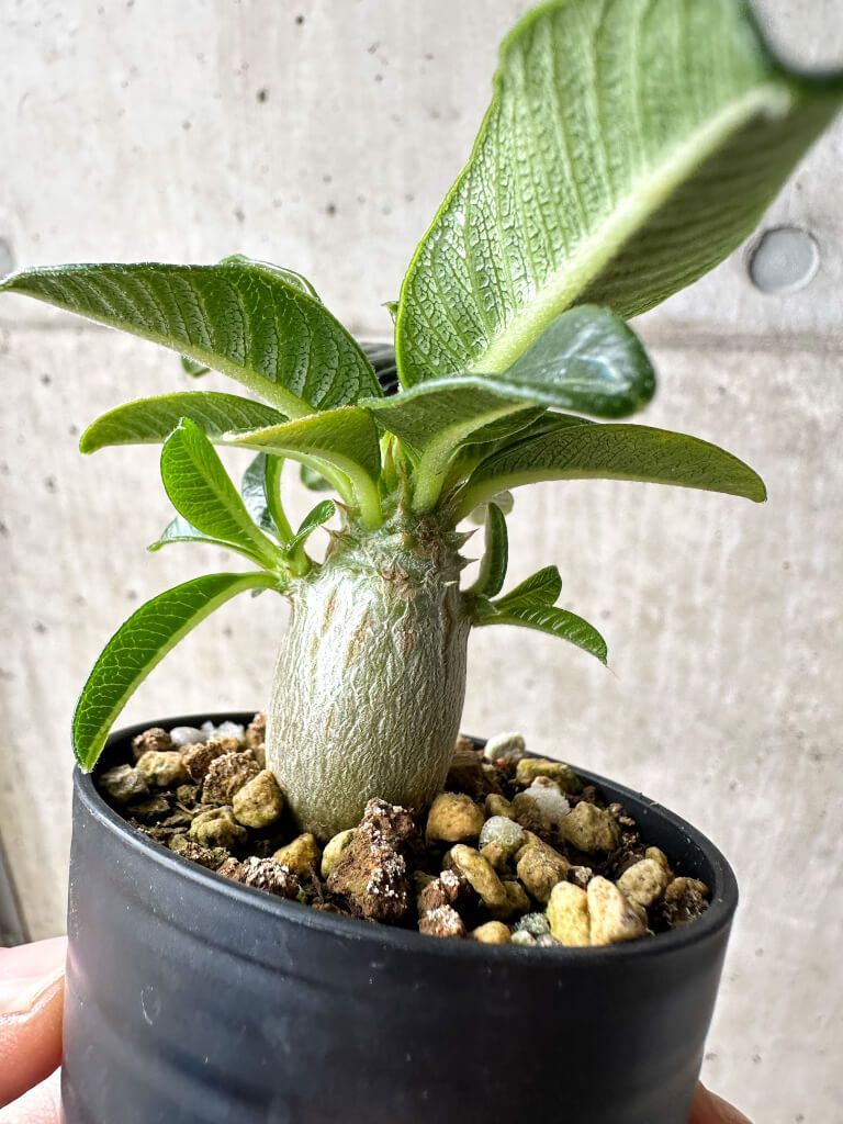 パキポディウム ウィンゾリー 現品限り】パキポディウム・ウィンゾリー