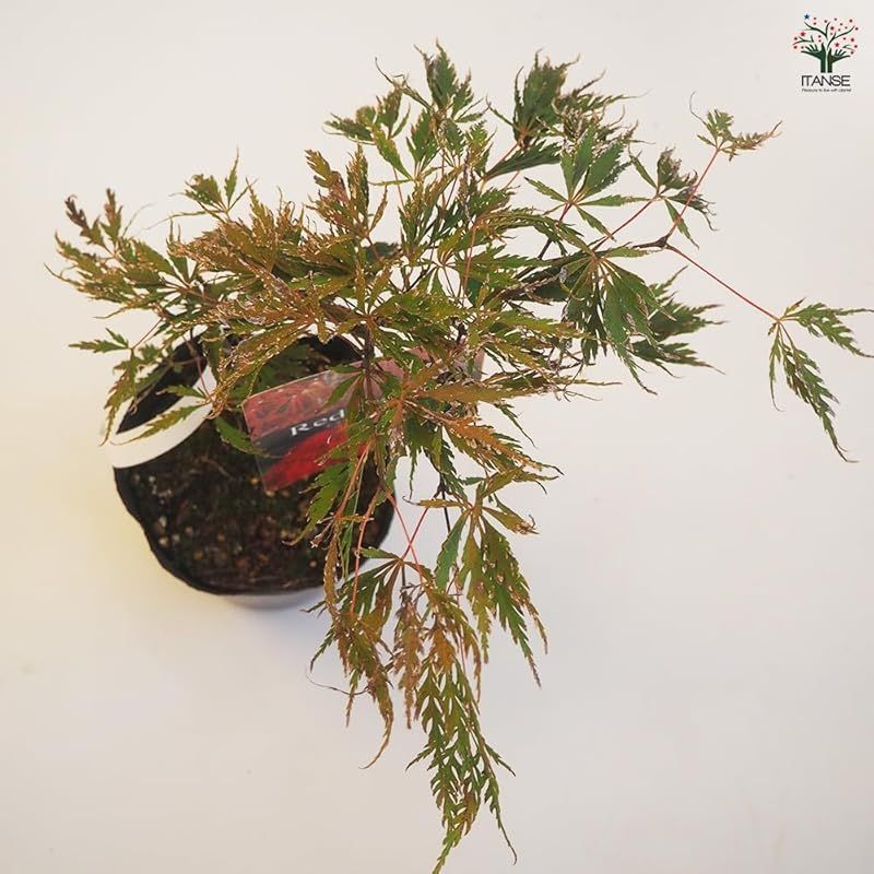 耐寒性落葉中低木