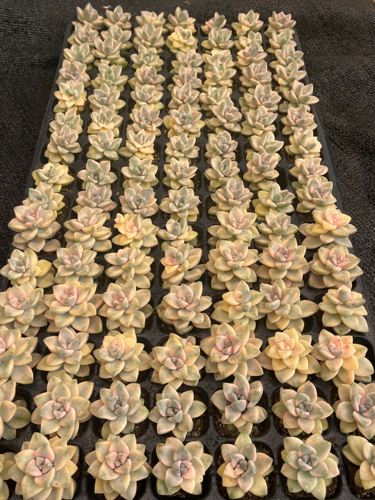 新入荷 美杏錦 XQS71×105苗 土付き 多肉植物 詰め合わせ エケベリア