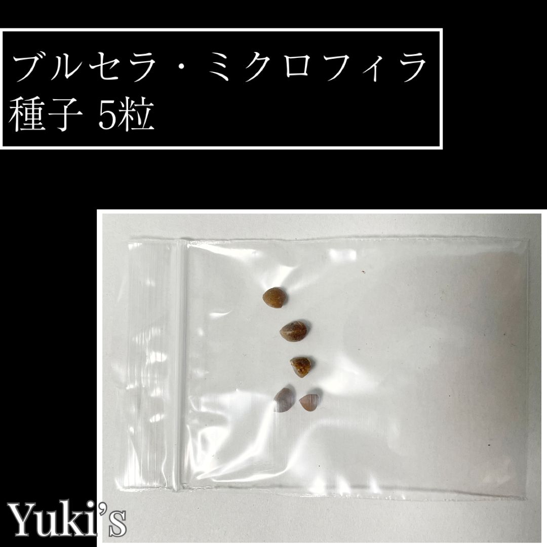 メルカリ ブルセラ