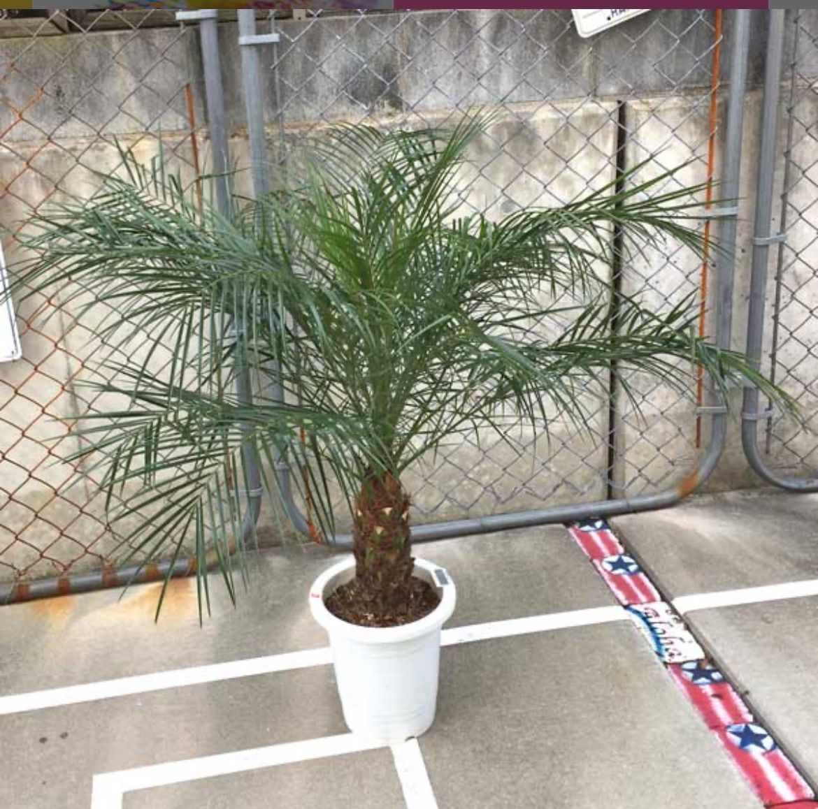 ヤシの木 フェニックス ロベレニー 約130cm 8号 パームツリー ビッグサイズ ロベヤシ フェニックス・ロベレニー ヤシの木
