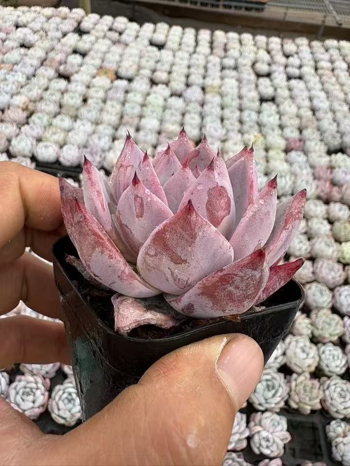 50株の抜き苗セット】コロラータ 多肉植物 佐川急便発送 エケベリア