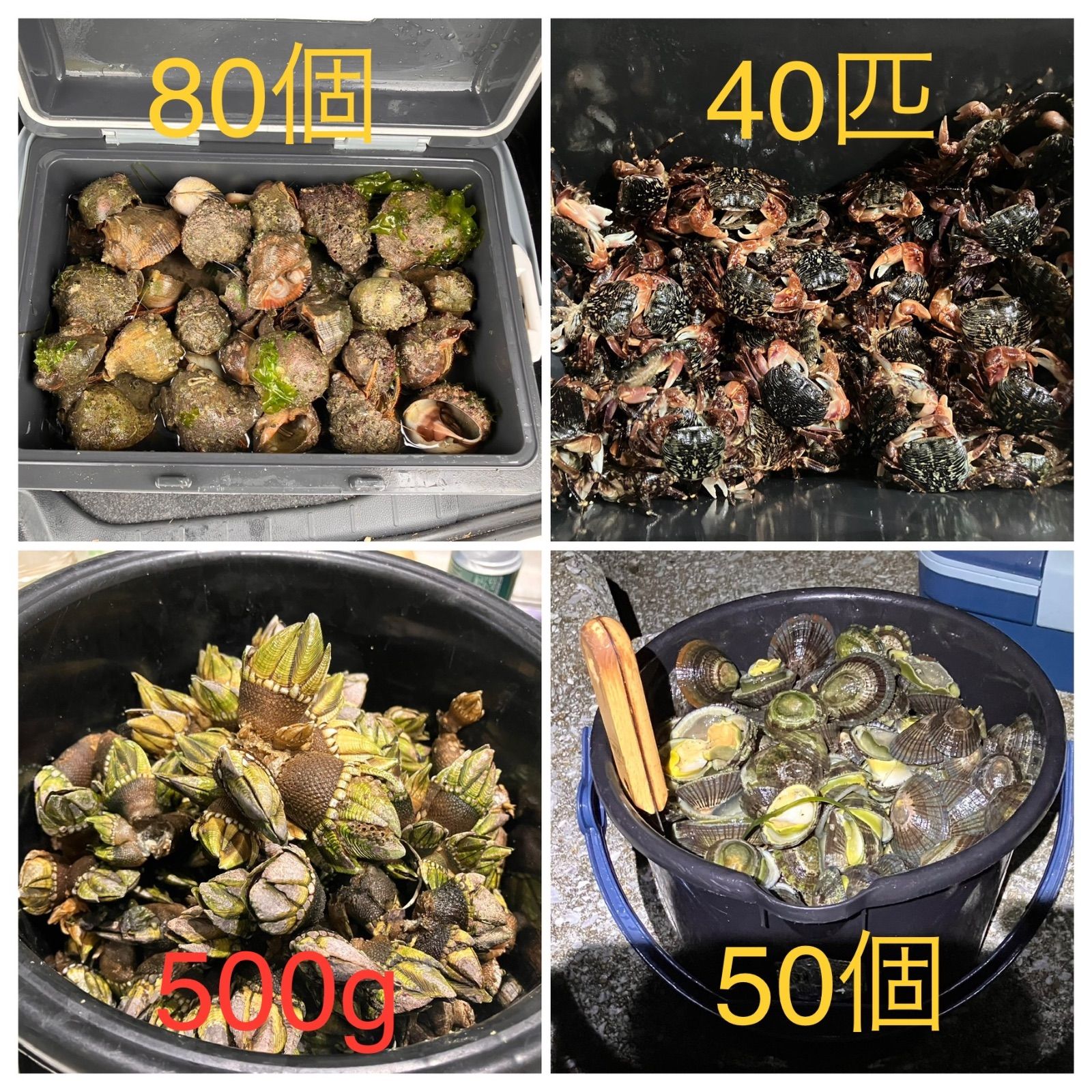 冷凍ヤドカリ80個冷凍マツバ貝50個冷凍磯ガニ40匹冷凍カメノテ500g