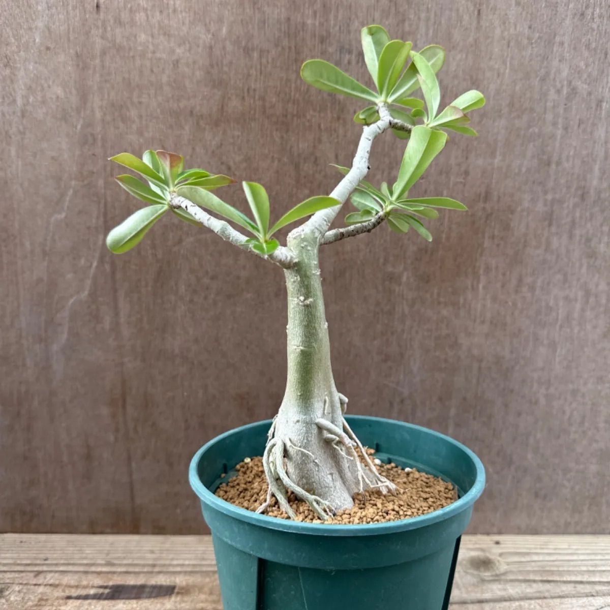 アデニウム オベスム ⑤ 現品 Adenium obesum アデニュウム アデニューム 砂漠のバラ 観葉植物 観葉 植物 珍奇植物 珍奇 珍しい  レア 希少 塊根植物 塊根 コーデックス インテリア プレゼント おしゃれ かわいい ミニ 小さい グリーン - メルカリ