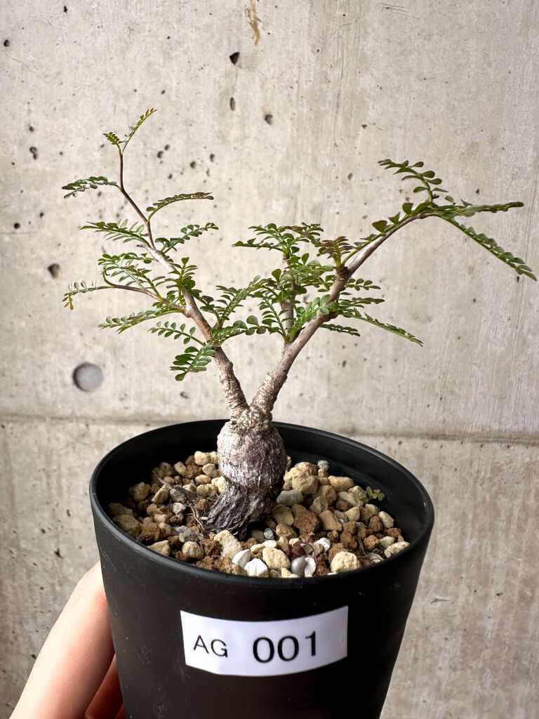 【現品限り】オペルクリカリア・パキプス 根挿し【AG1】 Operculicarya pachypus【植物】塊根植物 夏型 コーデックス