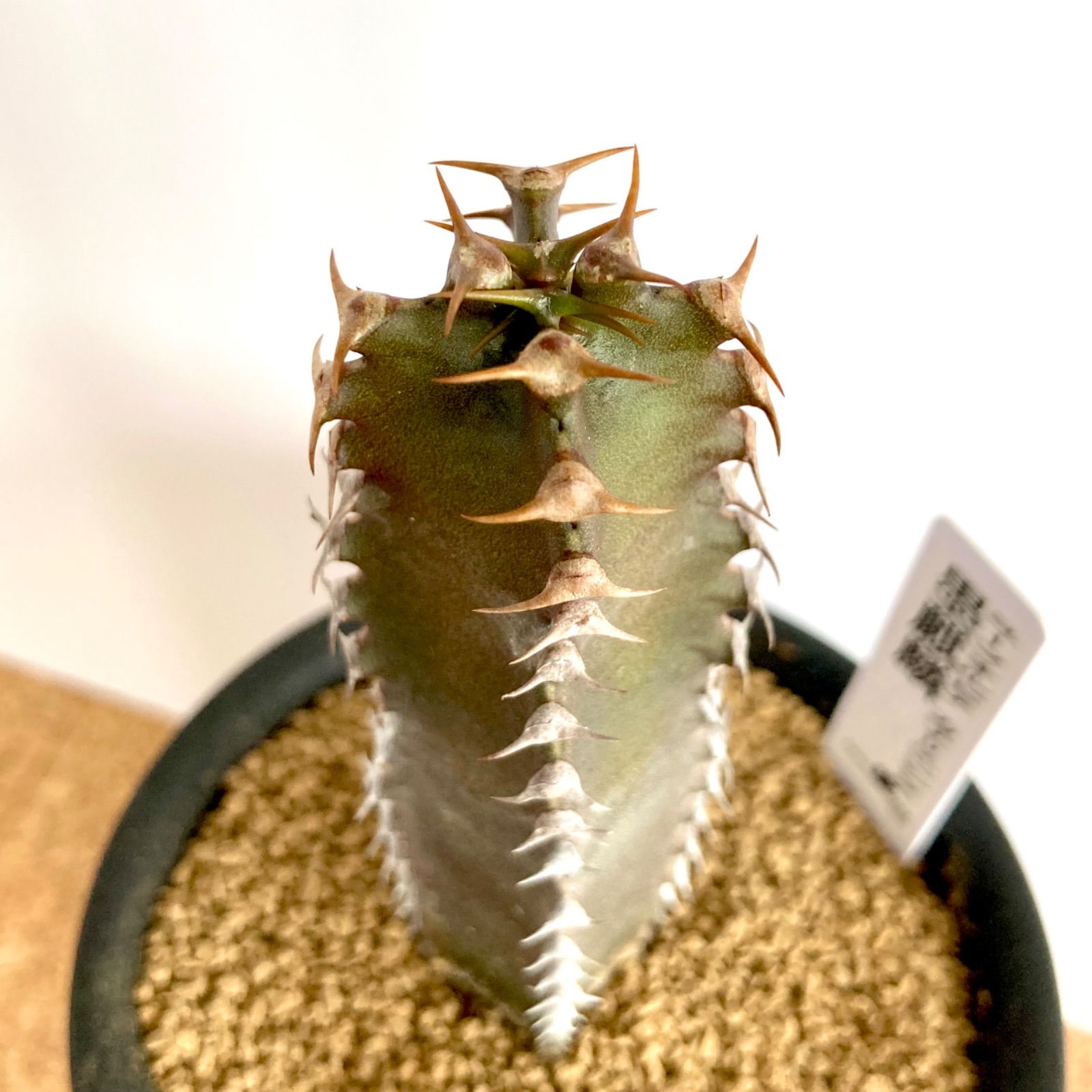 ユーフォルビア カナリエンシス 墨麒麟 / 塊根植物 コーデックス 多肉植物 - メルカリ