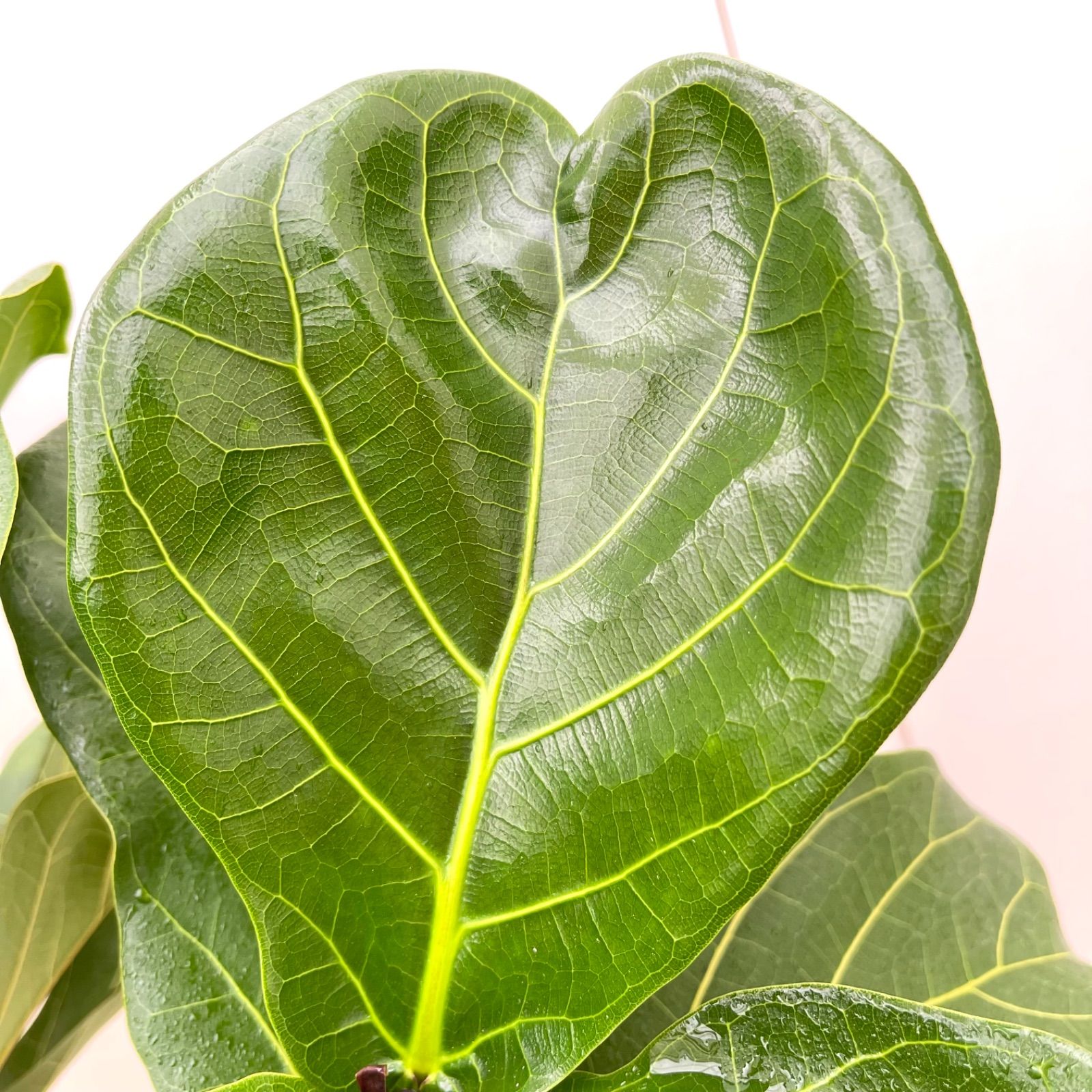 カシワバゴム フィカス リラータ 10 現品 観葉植物 大型 室内 YUZUMIYA_COM