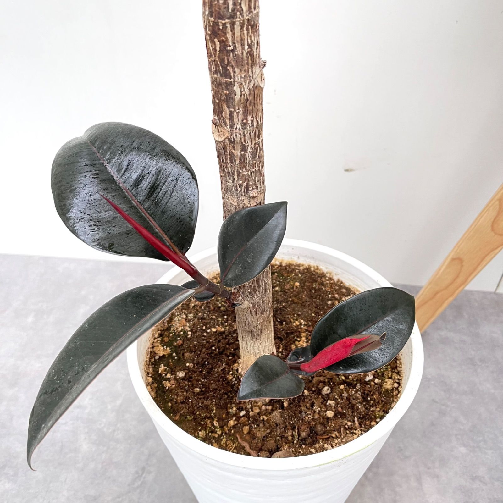 売約済※フィカス グランディス 割引 7【現品】観葉植物 室内 大型 売約