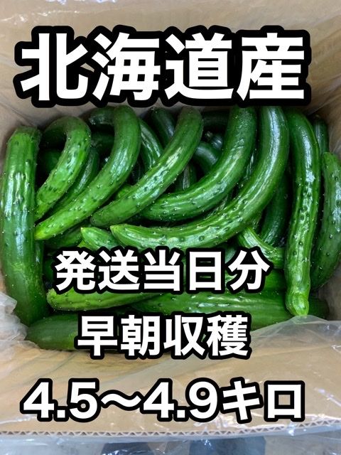 北海道産きゅうり 訳あり 4.9kg さいか農園 ＊送料無料 - メルカリ