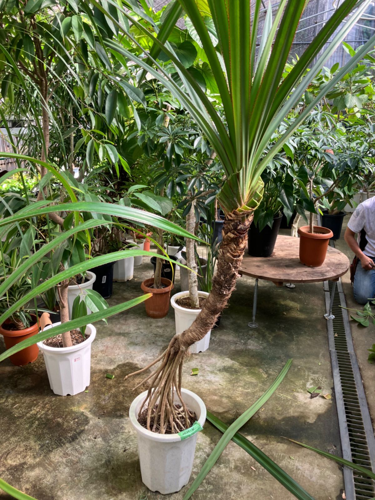 タコノキ 10号 スクリューパイン 引き取り限定 常緑小高木 観葉植物