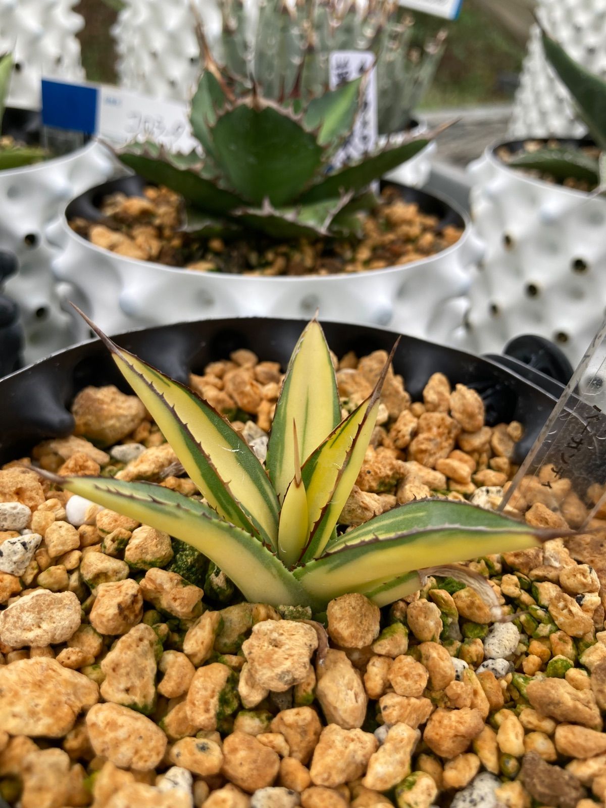 バーントバーガンディ黄中斑 鉢ごと発送