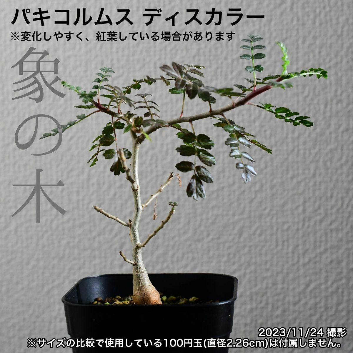 初回限定 パキコルムス ディスカラー 象の木 実生 - 盆栽・苔玉