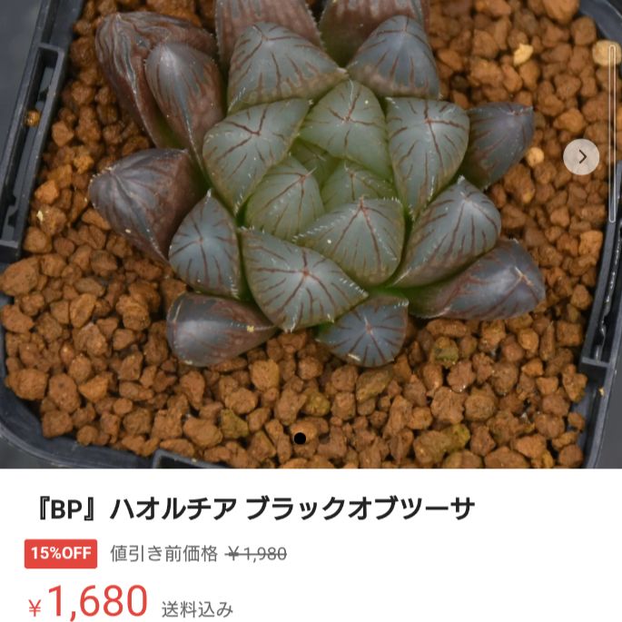 BP』ハオルチア ムラサメ - 観葉植物