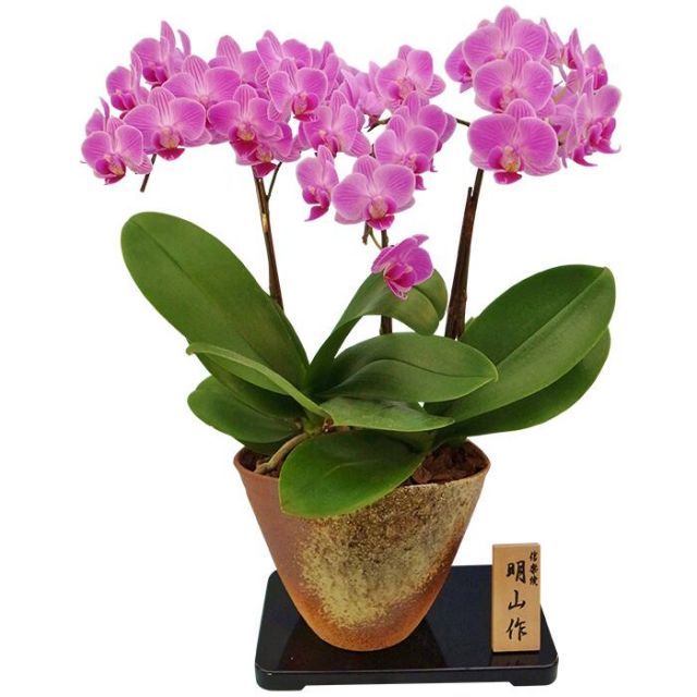 鉢花