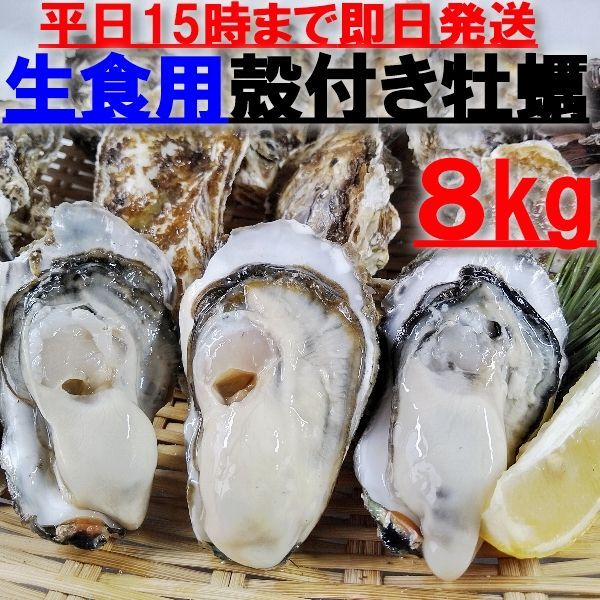 【新生牡蠣スタートです】「生食用 殻付き 牡蠣 ８ｋｇ」（56~120粒）【九州、沖縄は別出品を】牡蠣 殻付き 牡蛎牡蠣 殻付 宮城県 生食用牡蠣 牡蠣生食用 カキ 牡蛎 BBQ 松島牡蠣屋 バーベキュー海産物 貝 貝類 松島牡蠣屋 生牡蠣2