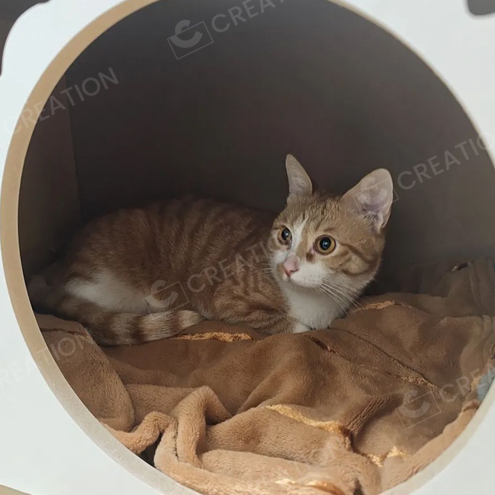 猫用ベッド