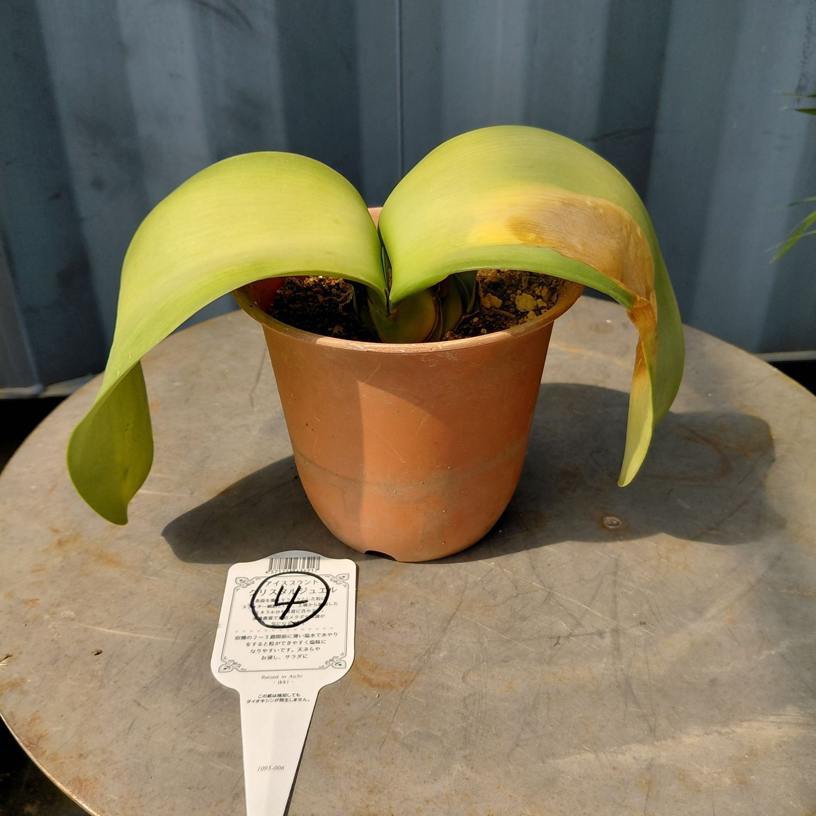 ④現品ピンク花 2芽マユハケオモト ハエマンサス5号鉢付き 桃花 宅配便