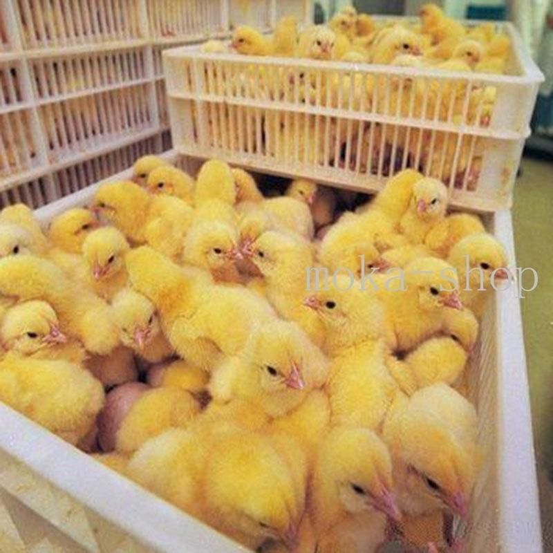 鳥類 ふ卵器