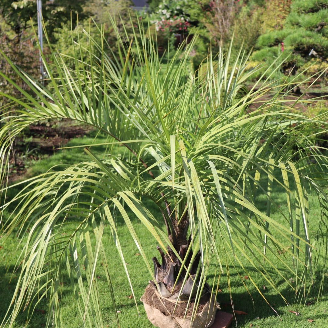 ココスヤシ (幹太)