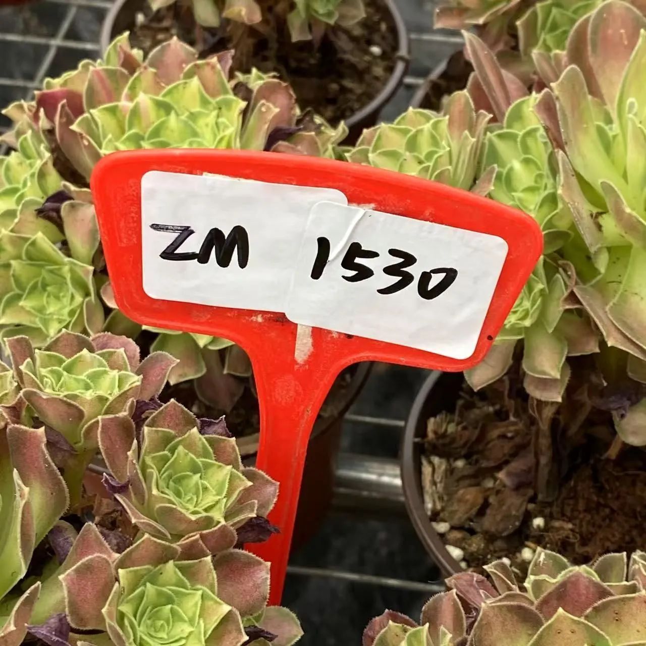 プ*す様 B5003-4 抜き苗 ヒメレン錦 35株 ふっくら 多肉植物 エケベ プ*す様 B5003-4 抜き苗 ヒメレン錦 35株 ふっくら 多肉植物