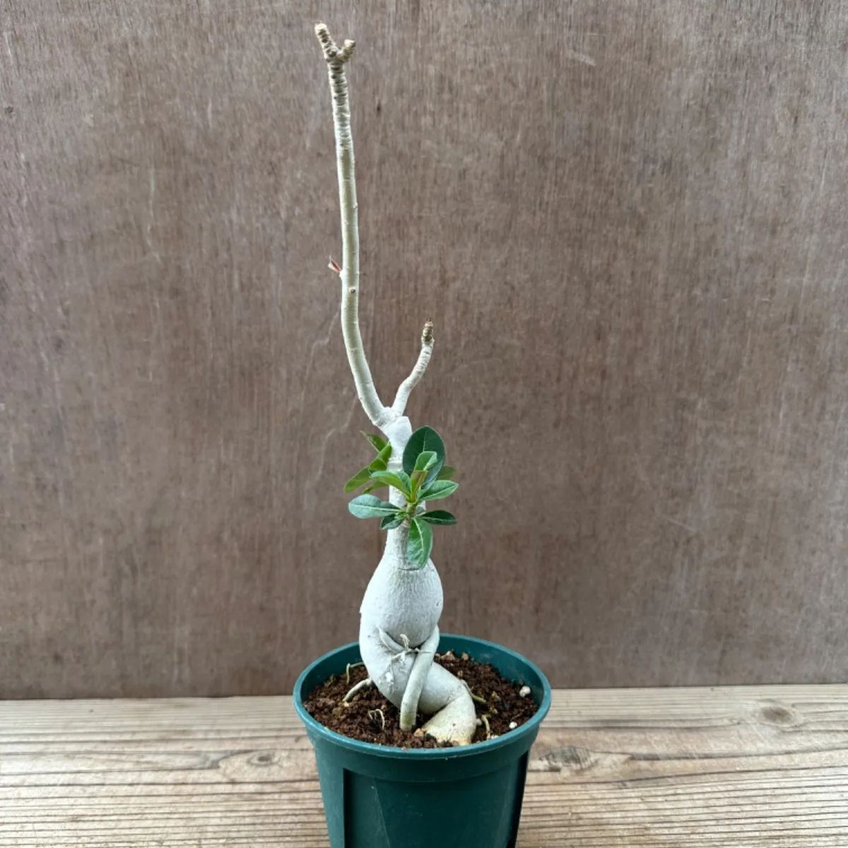 アデニウム オベスム 現品 ① Adenium obesum アデニュウム
