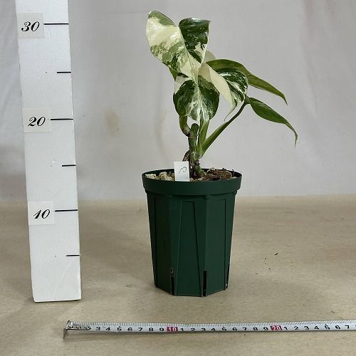 観葉植物 モンステラ ホワイトタイガー 4号スリット鉢 個体K 観葉植物 モンステラ ホワイトタイガー 4号スリット鉢 個体K
