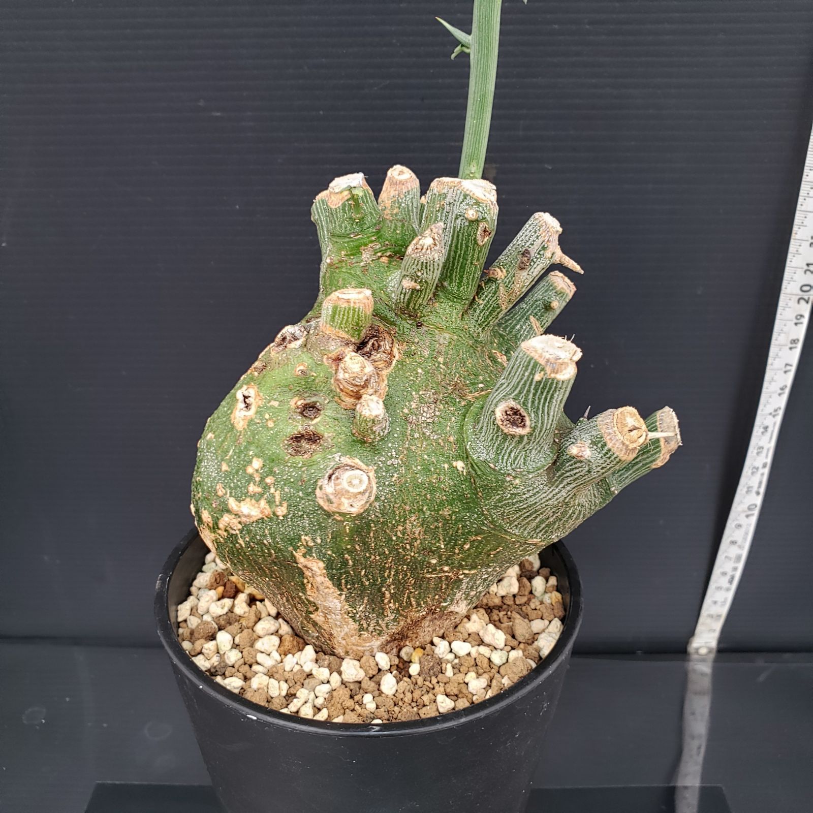 アデニア プセウドグロボーサ（現地球・発根株・鉢植え）【塊根植物