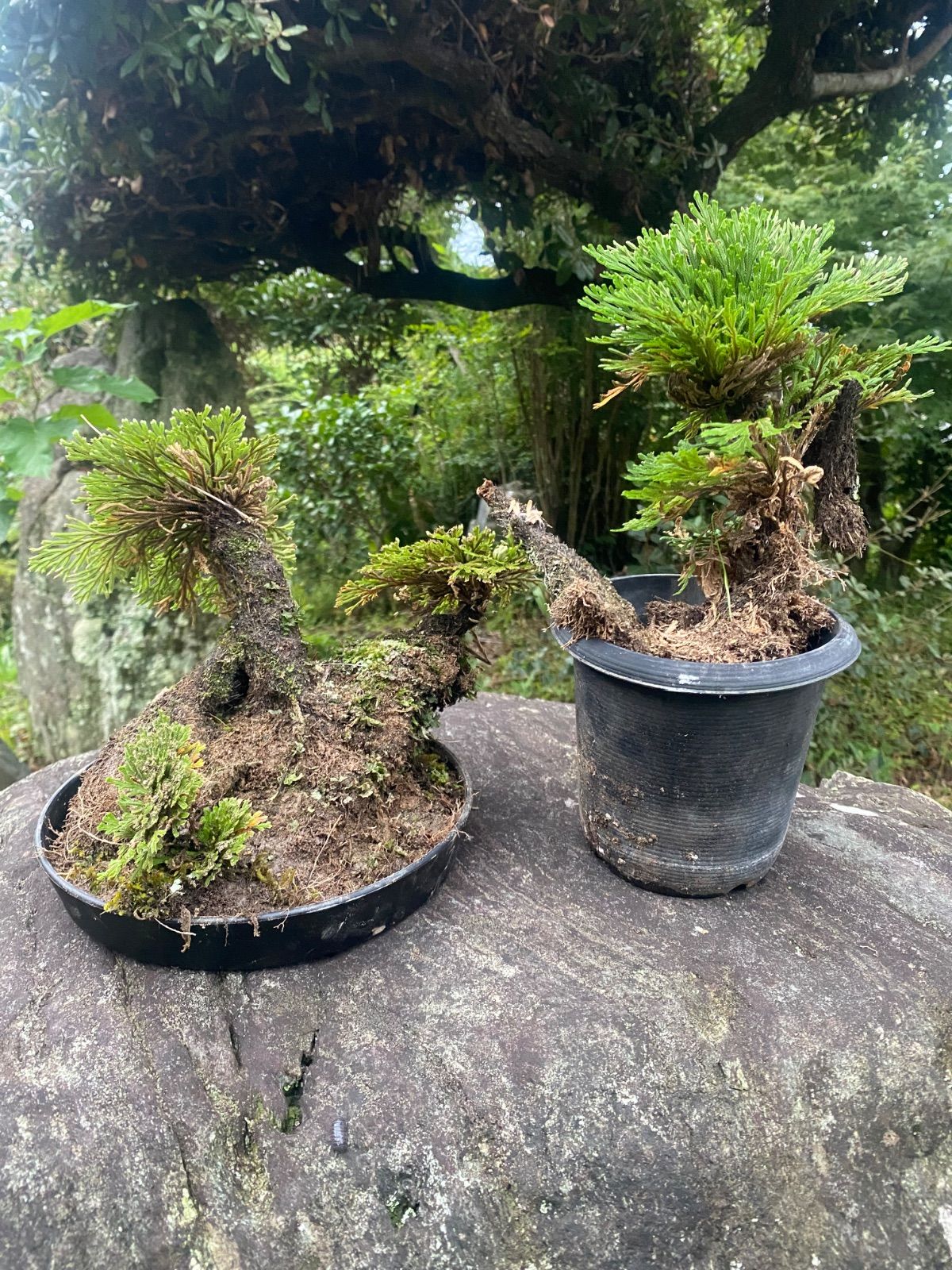 天然 岩松盆栽 イワヒバ 2セット - メルカリ