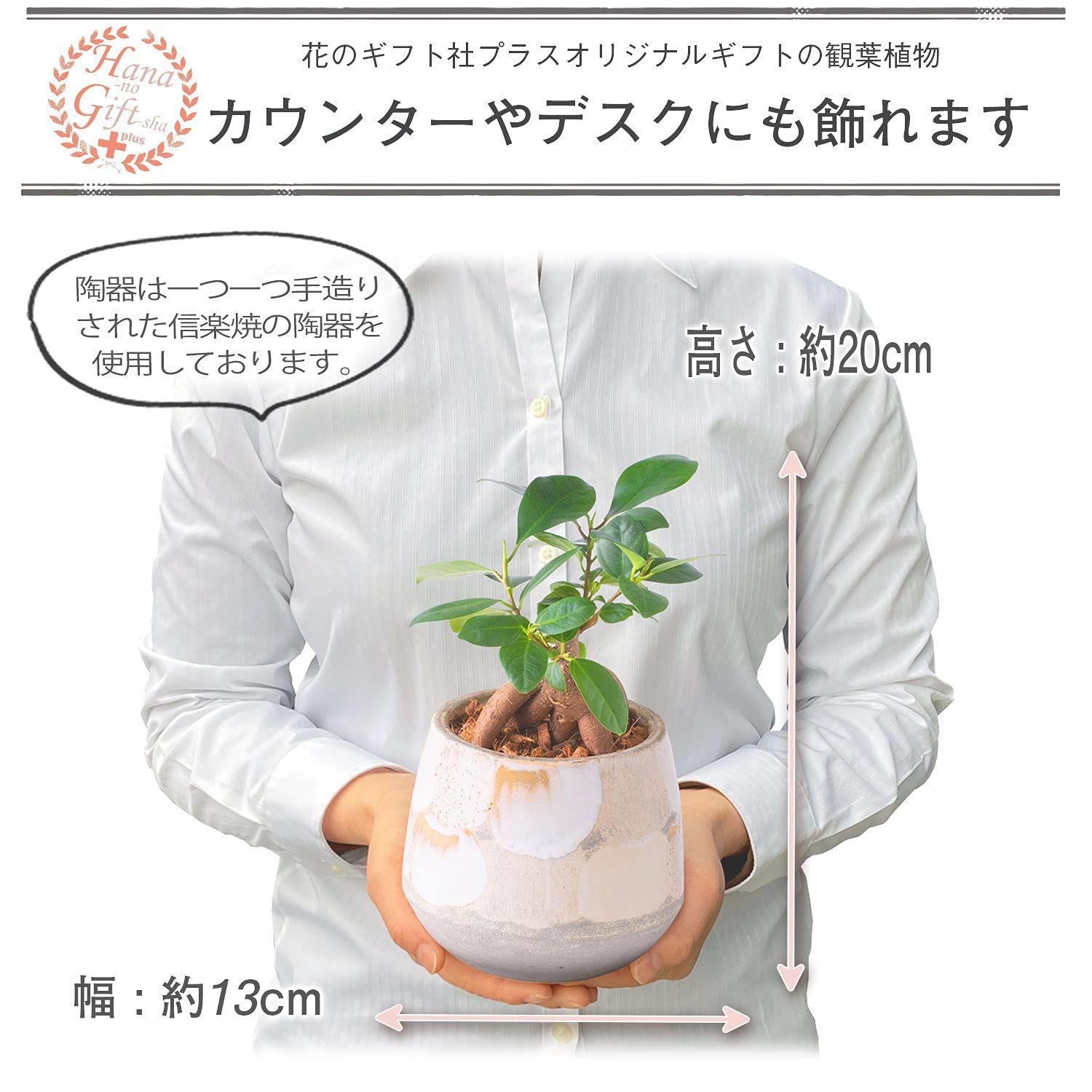 観葉植物