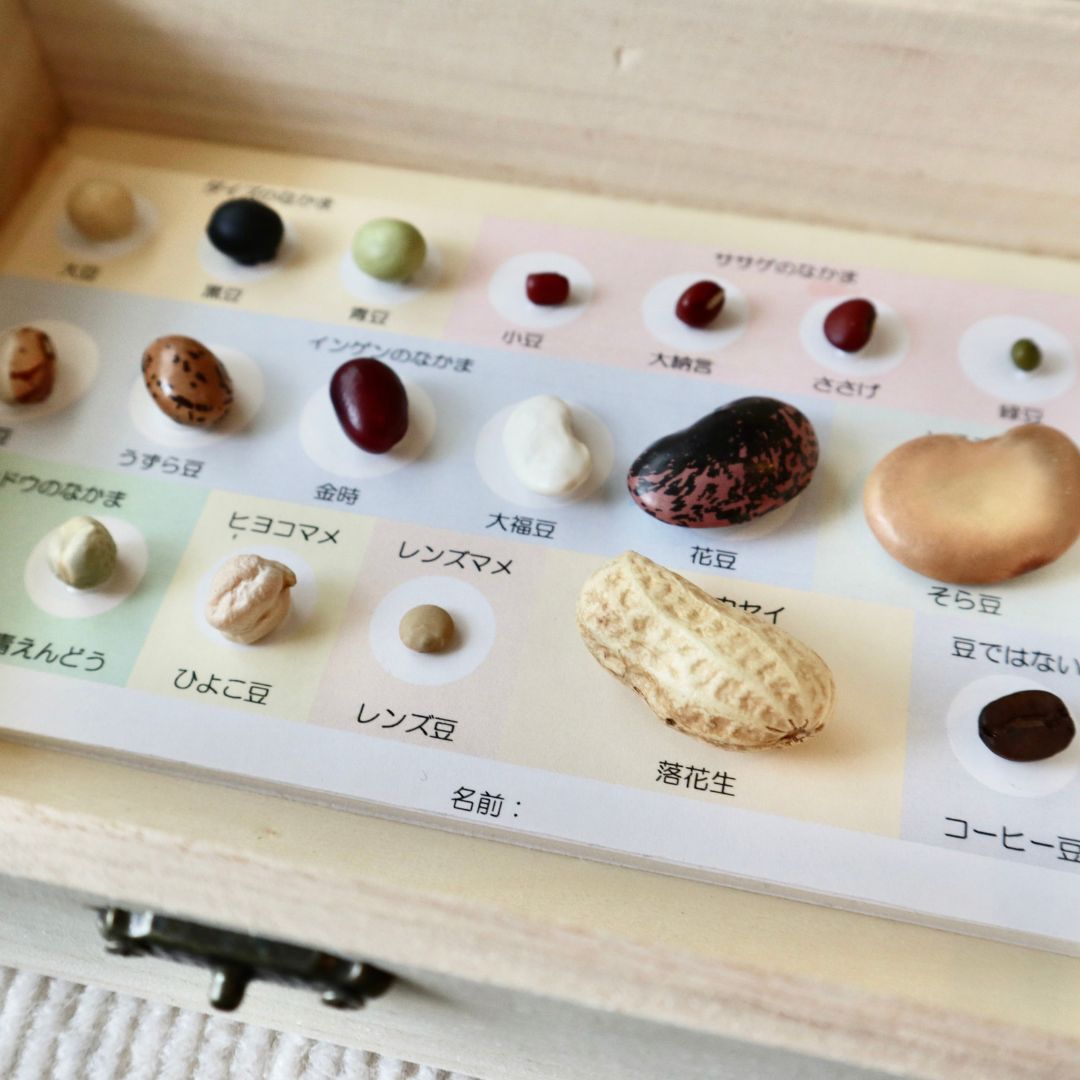 夏休み自由研究 豆の標本を作って豆博士になろう！ 標本箱あり - メルカリ